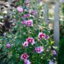 Rose of Sharon – Purple Pillar – #3 Container